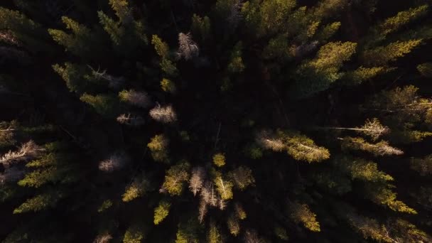 Вид Повітря Ліс Орегон — стокове відео