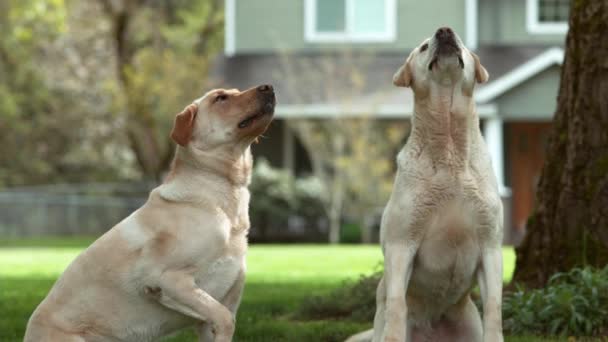 Chiens Attrapant Traiter Ralenti Tourné Sur Phantom Flex — Video