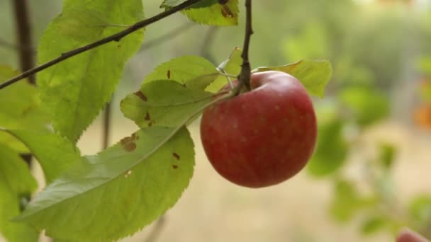 Äpfel Pflücken Auf Bauernhof — Stockvideo