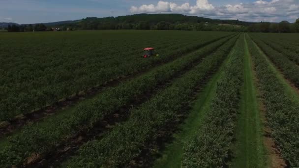 拖拉机割草和喷洒蓝莓地的空中景观 — 图库视频影像