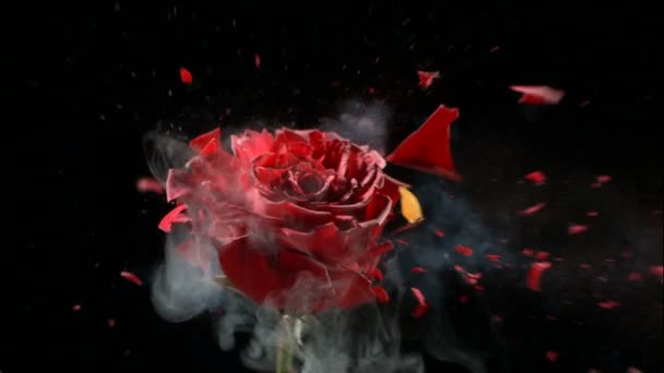 Die Flüssigem Stickstoff Gefrorene Rote Rose Explodiert Zeitlupe Aufnahme Mit — Stockvideo