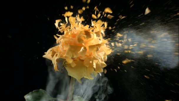 Κίτρινο Τριαντάφυλλο Παγωμένο Υγρό Άζωτο Εκρήγνυται Αργή Κίνηση Πυροβολήθηκε 1000 — Αρχείο Βίντεο