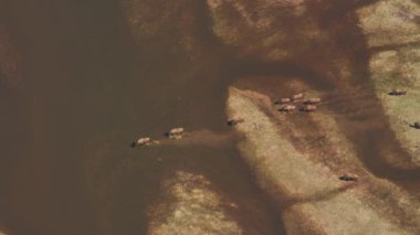 Yellowstone Ulusal Parkı, Wyoming. Buffalo 'nun nehri geçerken hava görüntüsü. Helikopterden Shotover gimbal ve RED 8K kamera ile çekildi..