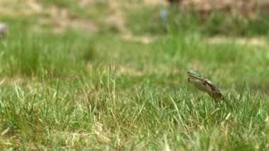 Yavaş çekim kurbağa atlayışı.