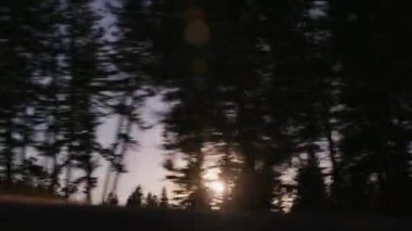 Güneşin battığı ağaçların yanından geçerken