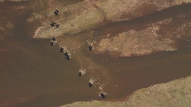 Yellowstone Ulusal Parkı, Wyoming. Buffalo 'nun nehri geçerken hava görüntüsü. Helikopterden Shotover gimbal ve RED 8K kamera ile çekildi..
