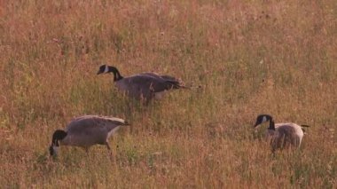 Yaban Kazları, Yellowstone Milli Parkı