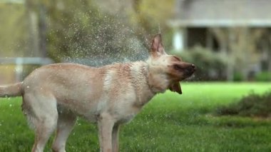 Islak köpek ağır çekimde sallanıyor, Phantom Flex 4K 'de vuruldu.