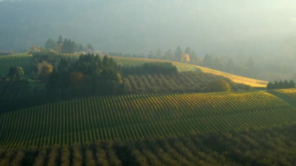 ウィラメット渓谷 秋の色のオレゴン州のブドウ畑の空中ビデオ — ストック動画