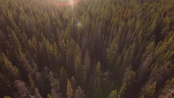 Повітряний Вид Ліс Орегон — стокове відео