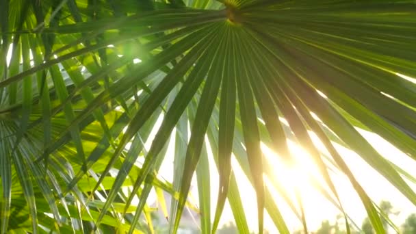 Sole Splende Attraverso Foglie Palma Tropicale — Video Stock