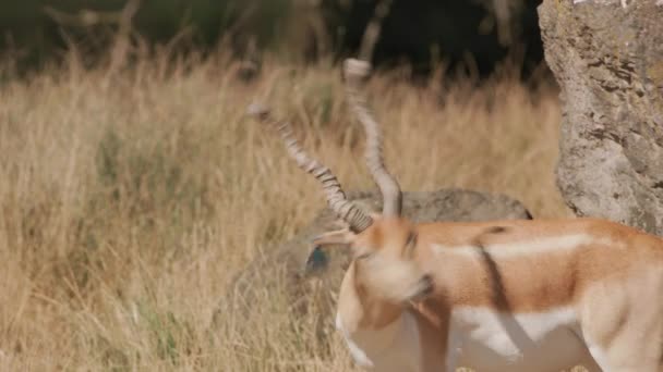 Antelope Στο Πάρκο Άγριας Ζωής — Αρχείο Βίντεο