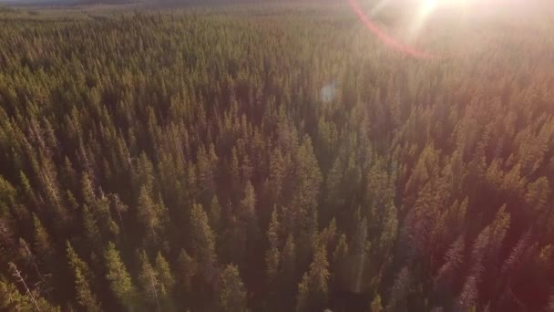 Повітряний Вид Ліс Орегон — стокове відео