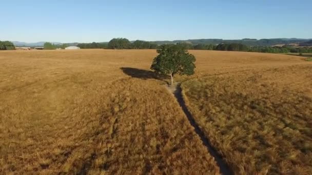 Arazide Meşe Ağacının Havadan Görüntüsü — Stok video