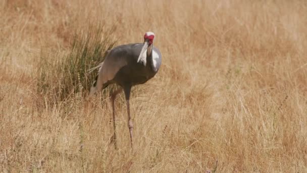 White Naped Crane Wildlife Park — стоковое видео