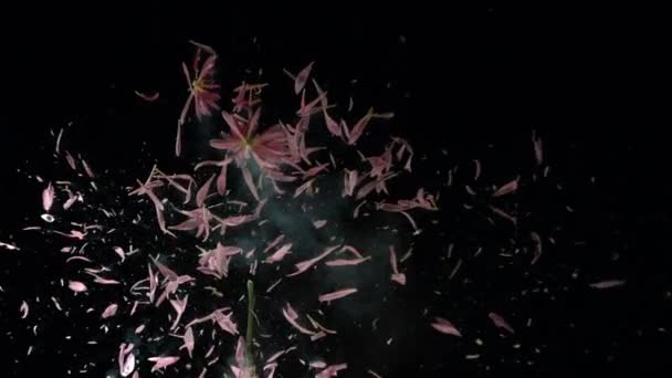 Flower Frozen Liquid Nitrogen Explodes Slow Motion Footage Black Background — Stock Video