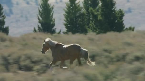Wilde Paarden Natuur Montana Verenigde Staten — Stockvideo