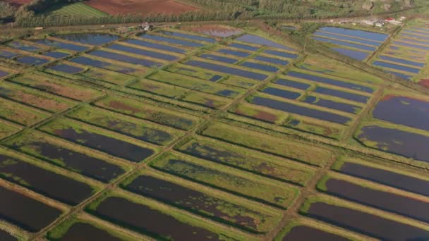 Oahu Hawaii Circa 2018 Aerial View Shrimp Farms North Shore — Stock Video