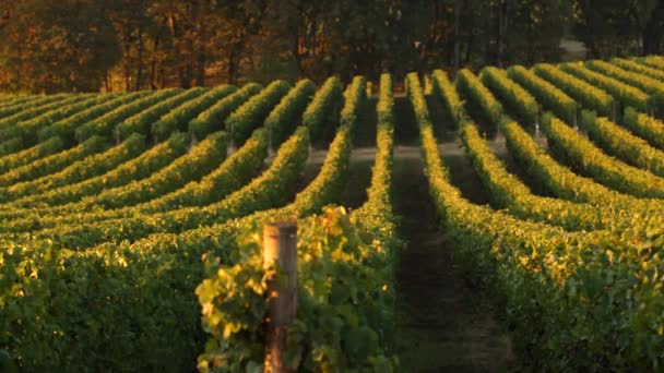 朝の光の中でブドウ畑の列を横切ってパン ウィラメットバレーオレゴン州 — ストック動画