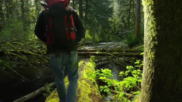 Reppumatkaaja Kävelee Kaatuneella Puulla Oregon — kuvapankkivideo