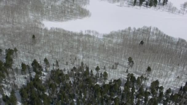 Luchtfoto Van Besneeuwde Velden Bomen Colorado — Stockvideo