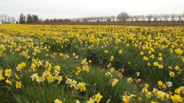 Close Beelden Van Mooi Veld Met Bloemen — Stockvideo