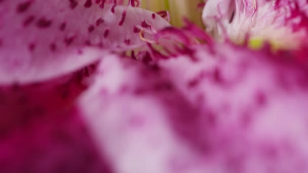 Zbliżenie Strzał Różowego Kwiatu Lilii — Wideo stockowe