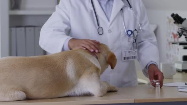 Veterinario Dando Perro Tiro — Vídeos de Stock