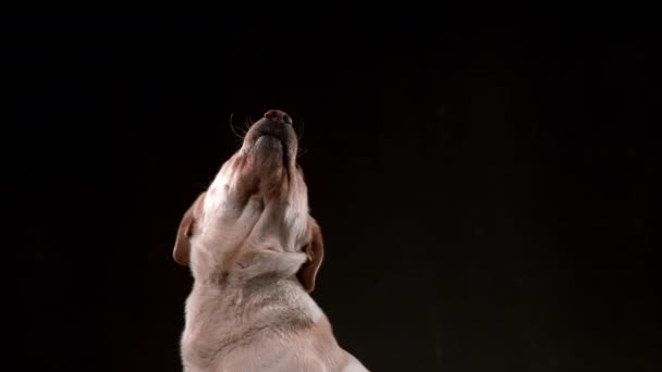 Gâterie Pour Chien Ralenti Prise Vue Sur Phantom Flex — Video