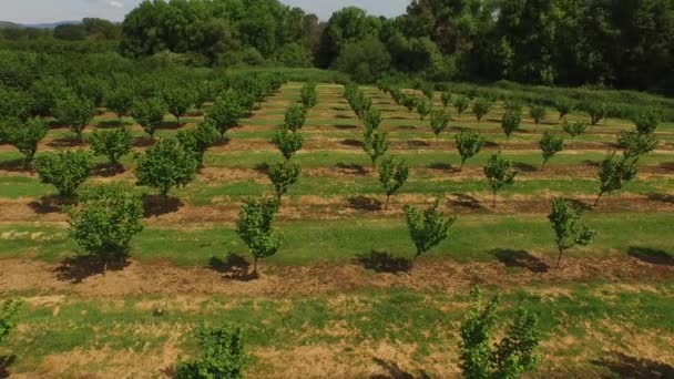 Luchtopname Van Hazelnootbomen Boerderij — Stockvideo