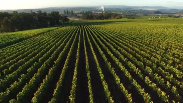 Вид Воздуха Виноградник Долина Уилламетт Орегон — стоковое видео