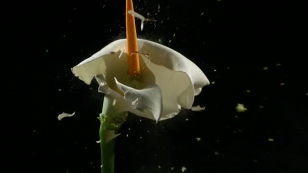 Fleur Gelée Dans Azote Liquide Explose Ralenti Séquences Sur Fond — Video