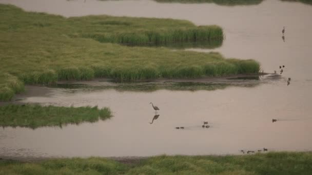 黄石公园池塘里的蓝鹭 — 图库视频影像