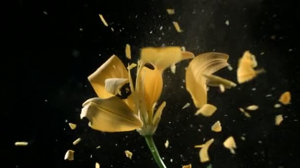 液体窒素で凍結した花はゆっくりと動きます 黒い背景の映像は — ストック動画