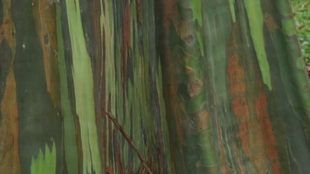 Primo Piano Della Corteccia Eucalipto Sugli Alberi Delle Hawaii — Video Stock