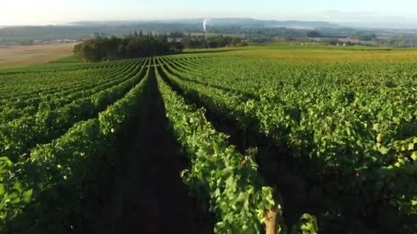 Вид Згори Виноградник Долина Вілламетт Орегон — стокове відео