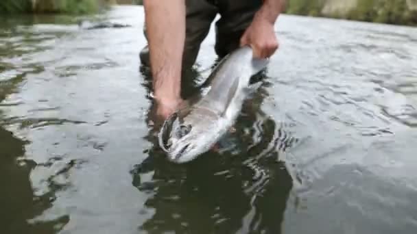Rybář Drží Velké Ocelové Ryby — Stock video