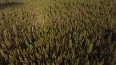 Oregon ormanının havadan görünüşü