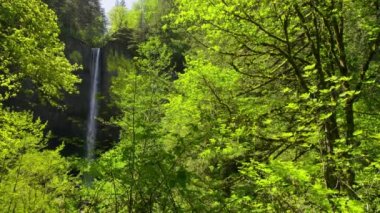 Ağaçlar tarafından çerçevelenmiş şelale, Columbia Nehri Boğazı, Oregon