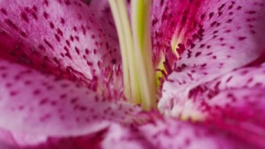 Pembe Lily çiçek Closeup çekim