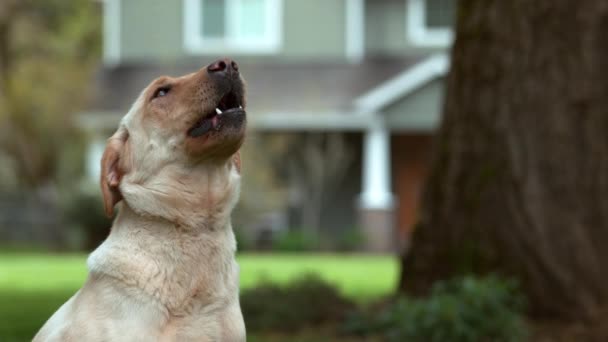 Honden Vangen Traktatie Slow Motion Geschoten Phantom Flex — Stockvideo