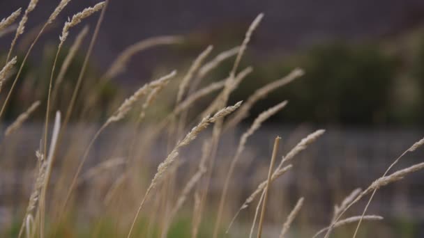 Nahaufnahme Von Gras Mit Fluss Hintergrund — Stockvideo