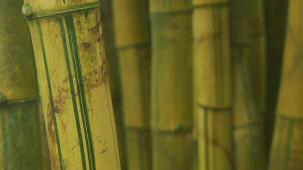 Primer Plano Del Cultivo Bambú Hawái — Vídeo de stock