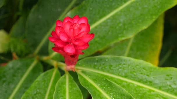 Planta Jengibre Rojo Tropical — Vídeos de Stock