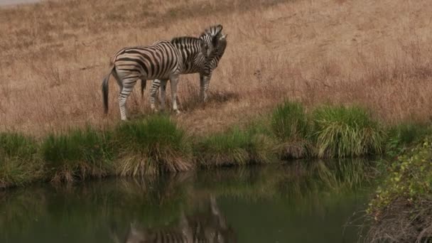 Demara Zebra Junto Estanque Parque Vida Silvestre — Vídeos de Stock