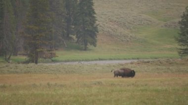 Yellowstone Ulusal Parkı 'nda Bizon