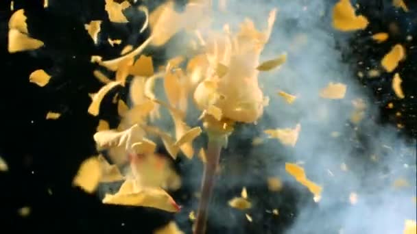 液体窒素で凍結した花はゆっくりと動きます 黒い背景の映像は — ストック動画