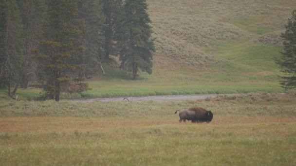 Bison Στο Εθνικό Πάρκο Yellowstone — Αρχείο Βίντεο