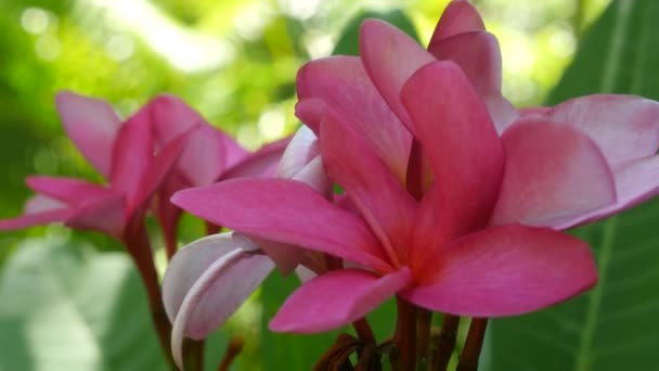 Крупный План Розовых Тропических Цветов — стоковое видео