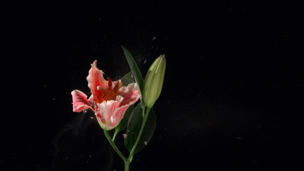 Blume Flüssigem Stickstoff Eingefroren Explodiert Zeitlupe Aufnahme Mit 1000 Bildern — Stockvideo